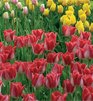 Floriade 2012 by Eurostar