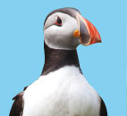 Puffin